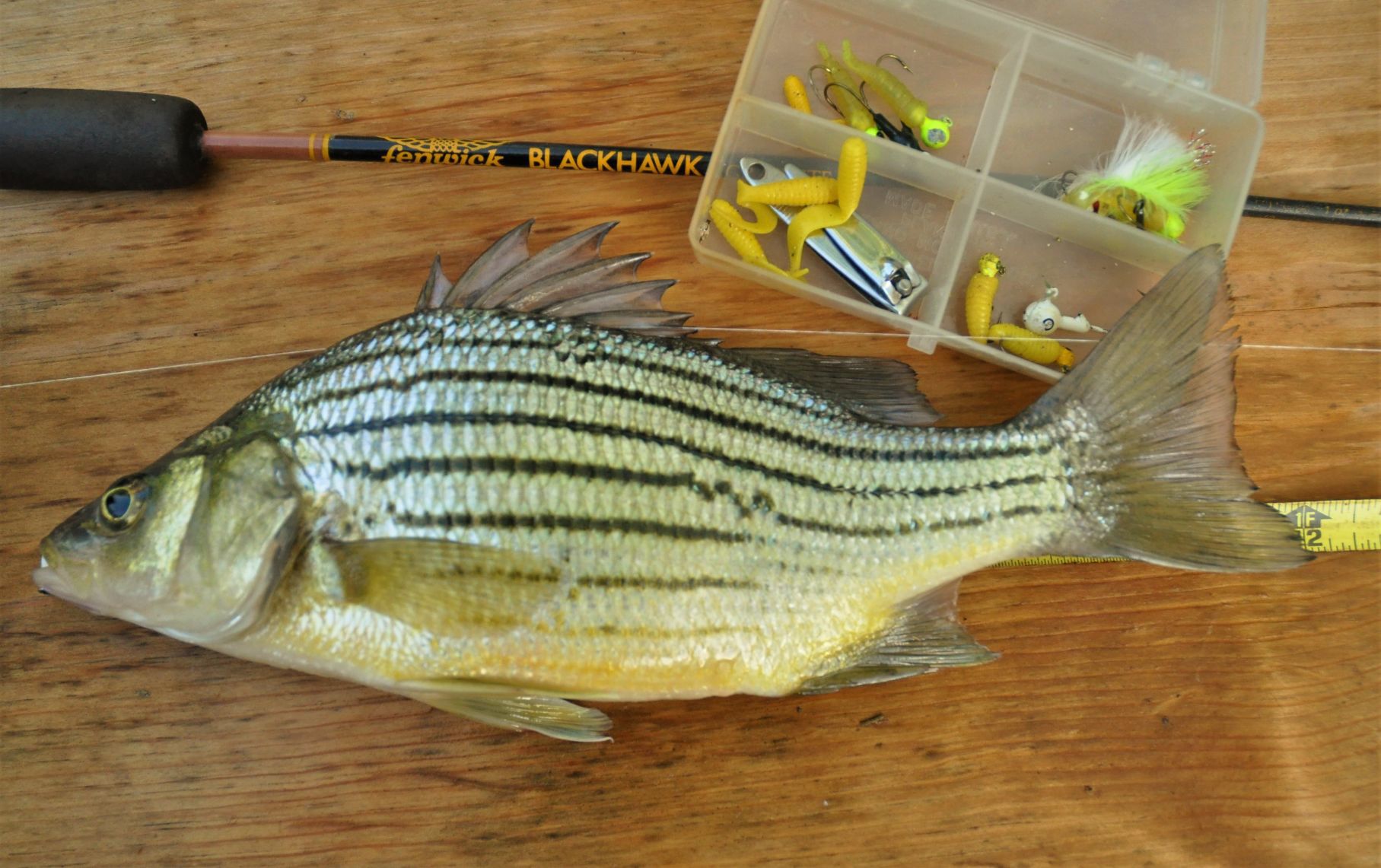 Clear Lake striper